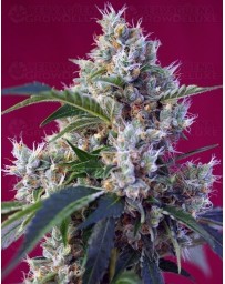 Indigo Berry Kush Sweet Seeds