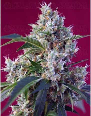 Indigo Berry Kush Sweet Seeds