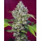 San Fernando Lemon Kush Sweet Seeds