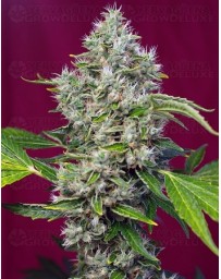 San Fernando Lemon Kush Sweet Seeds