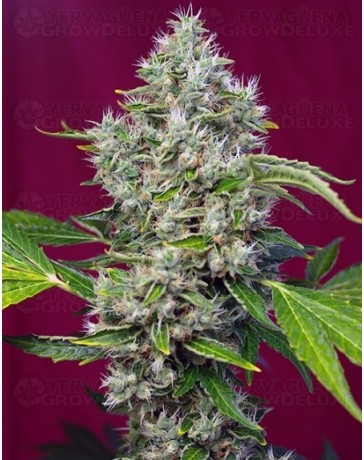 San Fernando Lemon Kush Sweet Seeds