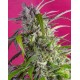 Crystal Candy Auto Sweet Seeds autofloreciente