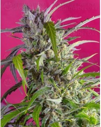 Crystal Candy Auto Sweet Seeds autofloreciente