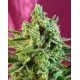 SAD CBD Sweet Afghani Delicious Sweet Seeds CBD