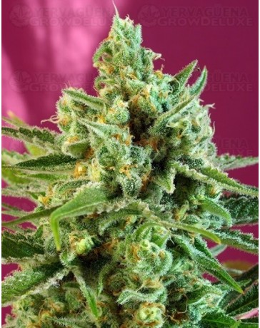 SAD CBD Sweet Afghani Delicious Sweet Seeds CBD