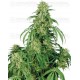 Calamity Jane Buddha Seeds autofloreciente