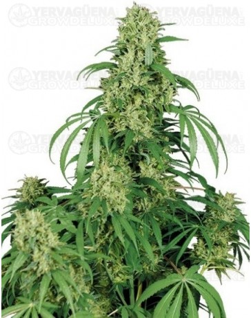 Calamity Jane Buddha Seeds autofloreciente