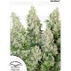 High Potency Auto Mix Dutch Passion