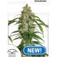 CBD Auto White Widow Dutch Passion autofloreciente