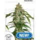 CBD Auto White Widow Dutch Passion autofloreciente