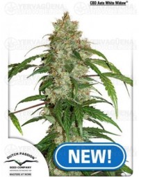 CBD Auto White Widow Dutch Passion autofloreciente