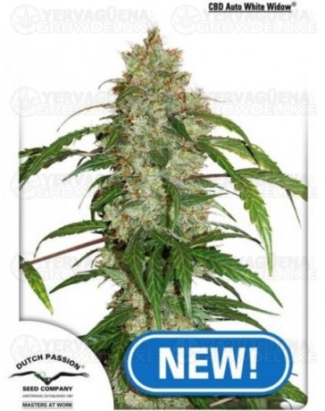 CBD Auto White Widow Dutch Passion autofloreciente