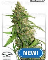 CBD Auto Compassion Lime Dutch Passion autofloreciente