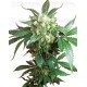 Black Domina Sensi Seeds