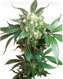 Black Domina Sensi Seeds