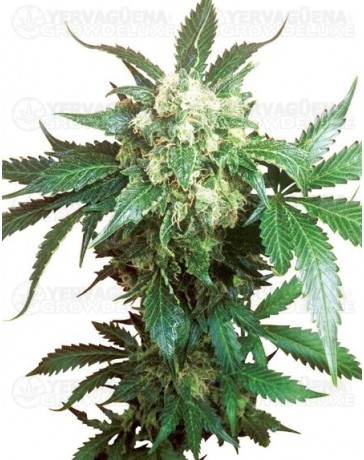 Black Domina Sensi Seeds