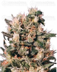 Euforia Dutch Passion regular