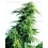 Hindu Kush Sensi Seeds 