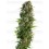 hindu kush auto Sensi Seeds autofloreciente