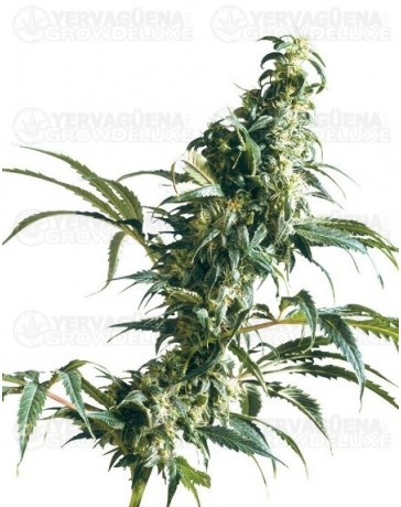 Mexican Sativa Sensi Seeds