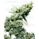 Jamaican Pearl Sensi Seeds