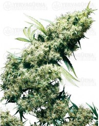 Jamaican Pearl Sensi Seeds