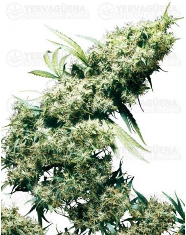 Jamaican Pearl Sensi Seeds