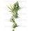 Durban Sensi Seeds 