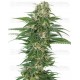 Early Skunk Automatic Sensi Seeds autofloreciente