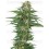 Early Skunk Automatic Sensi Seeds autofloreciente