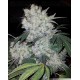 White Widow Dutch Passion