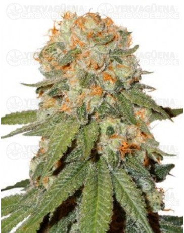 Orange Bud Dutch Passion regular