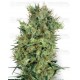 Cali Orange Bud White Label Regular 