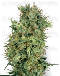 Californian Orange Bud White Label Regular 