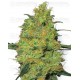 Master Kush White Label