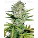 Super Skunk White Label autofloreciente