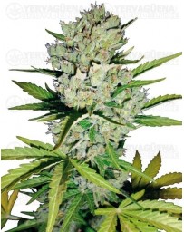 Super Skunk White Label autofloreciente