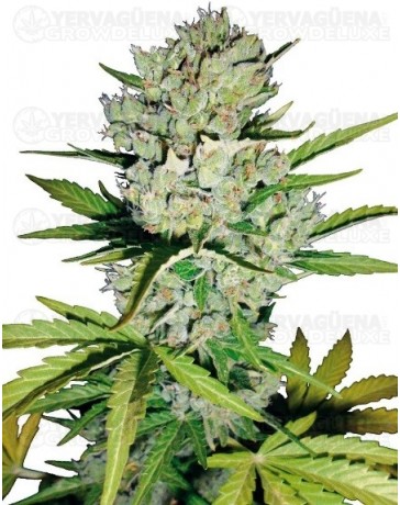 Super Skunk White Label autofloreciente