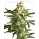 White Diesel Haze Auto White Label autofloreciente