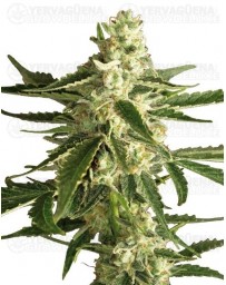 White Diesel Haze Auto White Label autofloreciente