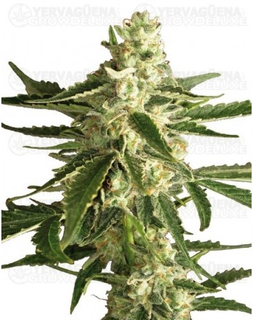 White Diesel Haze Auto White Label autofloreciente