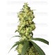 White Widow Auto White Label autofloreciente