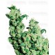 Jack Herer Sensi Seeds Feminizada