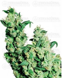 Jack Herer Sensi Seeds Feminizada