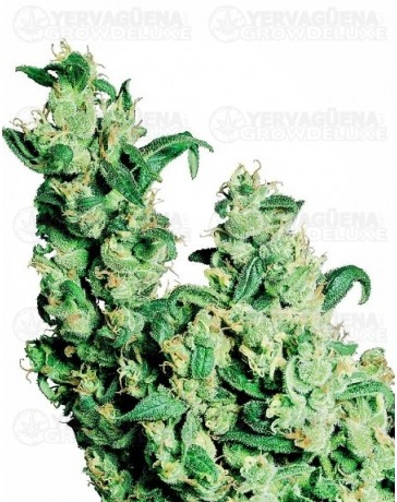 Jack Herer Sensi Seeds Feminizada