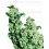 Jack Herer Sensi Seeds Feminizada