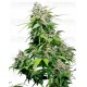 California Indica Sensi Seeds Feminizada