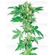 Afghani #1 Sensi Seeds Feminizada