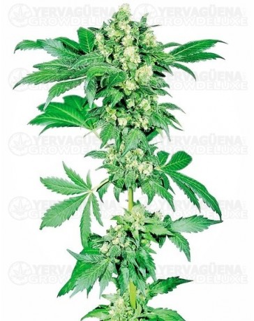 Afghani #1 Sensi Seeds Feminizada