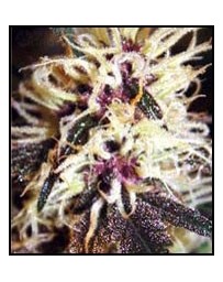 Sandstorm Cannabiogen regular